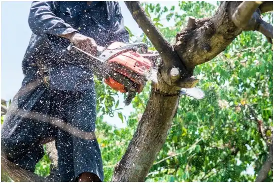 tree services Sandy Oaks